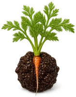 Le jeune plant de la carotte