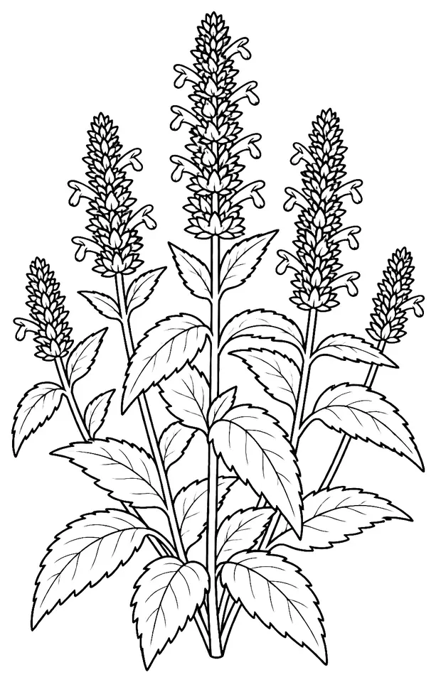 Coloriage de Agastache fenouil : dessin au trait noir à colorier