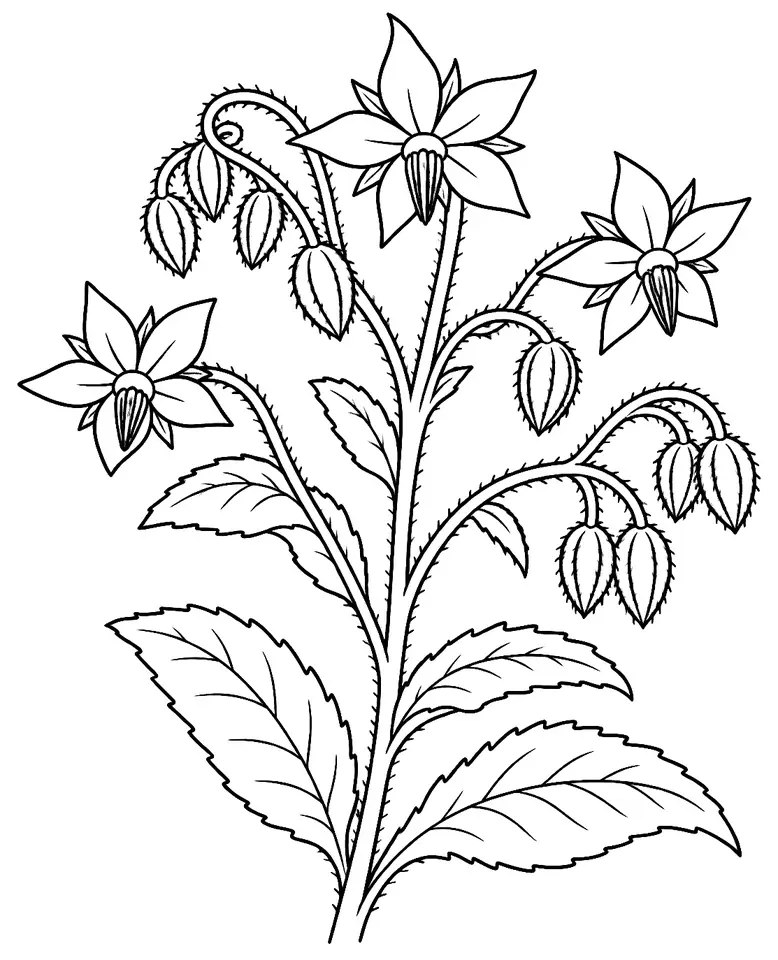Coloriage de Bourrache : dessin au trait noir à colorier