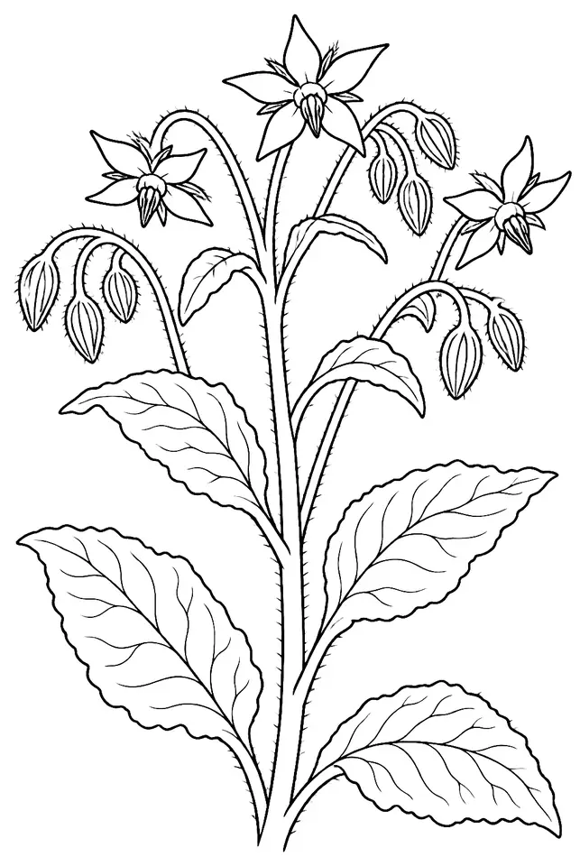 Coloriage de Bourrache officinale : dessin au trait noir à colorier