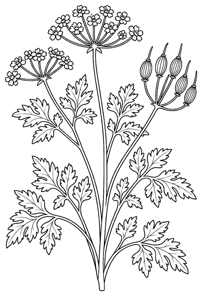 Coloriage de Cerfeuil commun : dessin au trait noir à colorier
