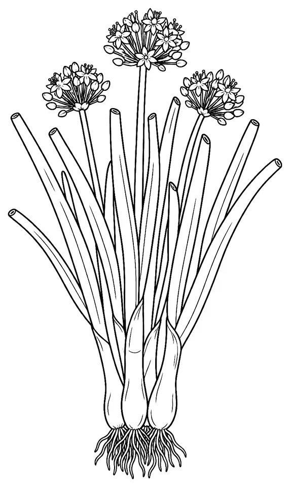 Coloriage de Ciboule : dessin au trait noir à colorier