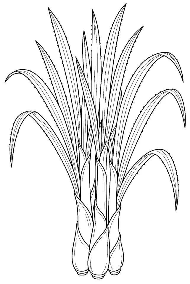Coloriage de Citronnelle : dessin au trait noir à colorier