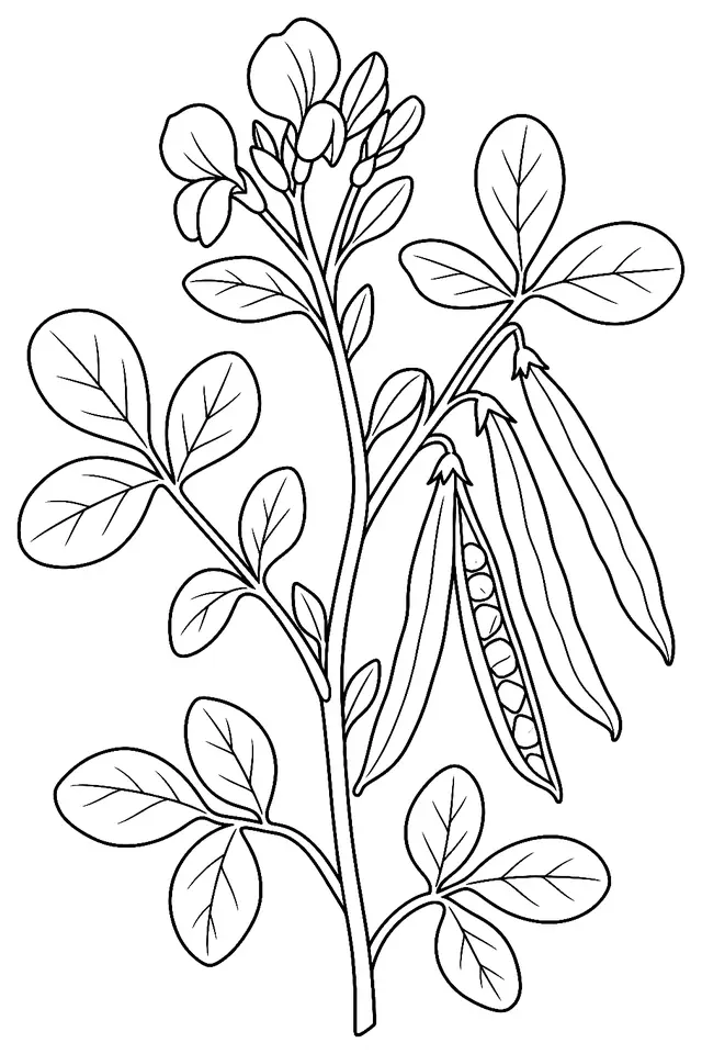 Coloriage de Fenugrec (aromatique) : dessin au trait noir à colorier