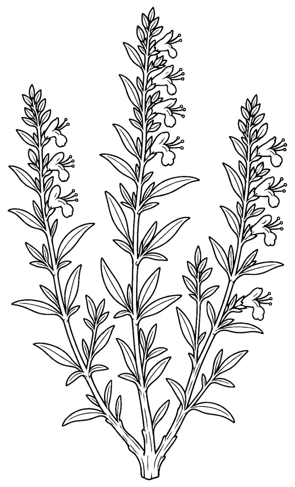 Coloriage de Hysope officinale : dessin au trait noir à colorier