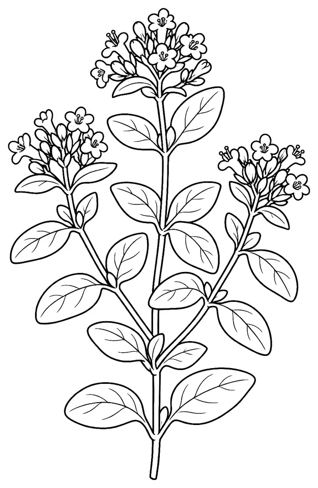 Coloriage de Marjolaine : dessin au trait noir à colorier