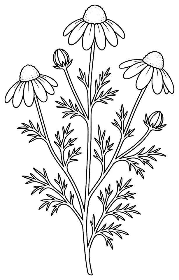 Coloriage de Matricaire camomille : dessin au trait noir à colorier