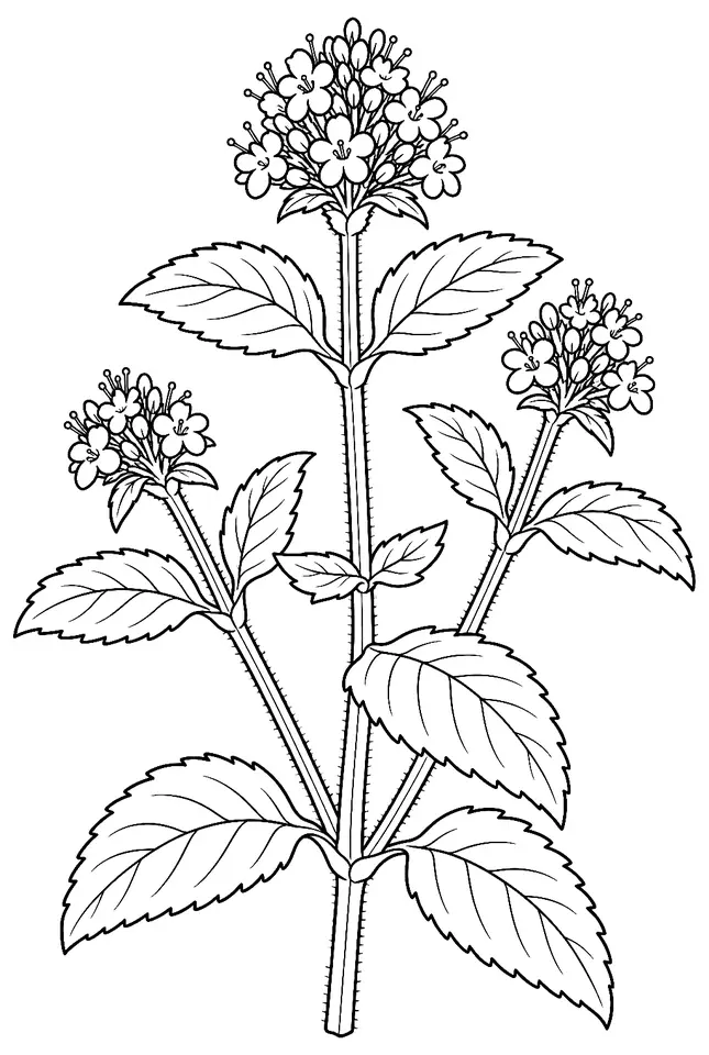 Coloriage de Menthe aquatique : dessin au trait noir à colorier