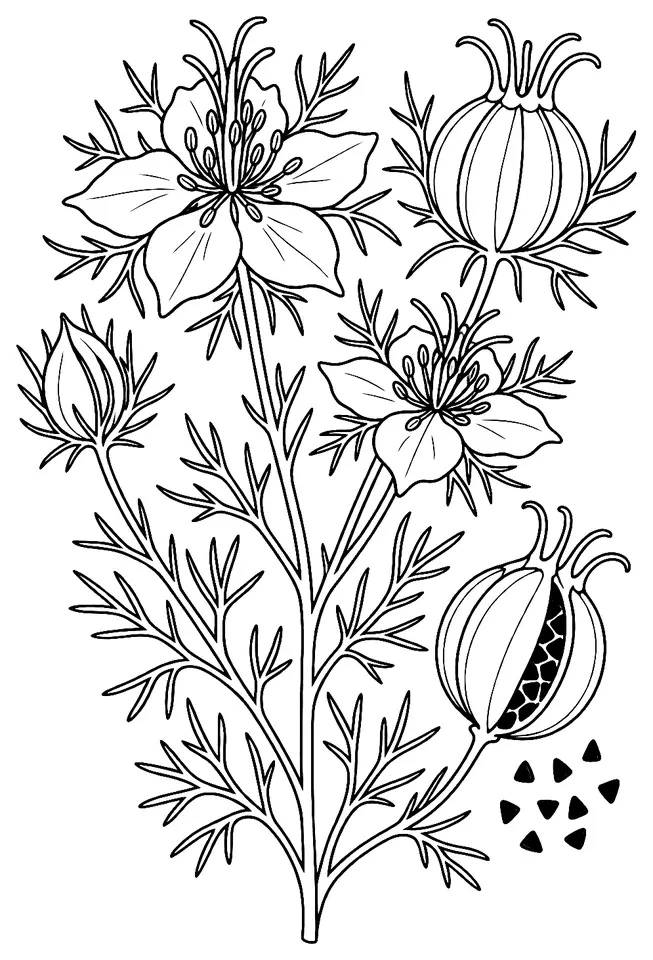Coloriage de Nigelle cultivée : dessin au trait noir à colorier