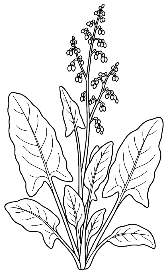 Coloriage de Oseille : dessin au trait noir à colorier