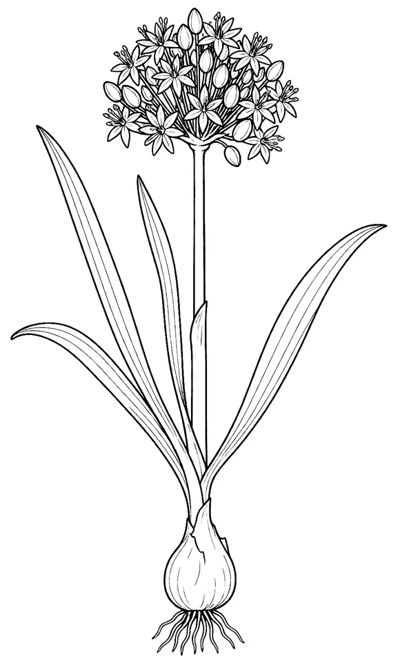 Coloriage de Rocambole : dessin au trait noir à colorier