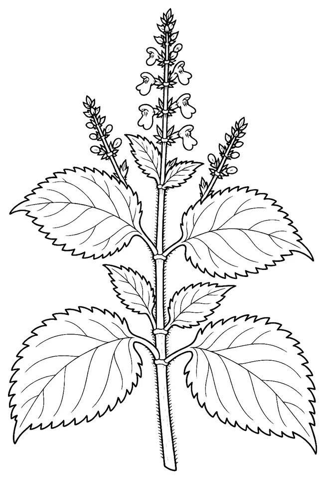 Coloriage de Shiso : dessin au trait noir à colorier