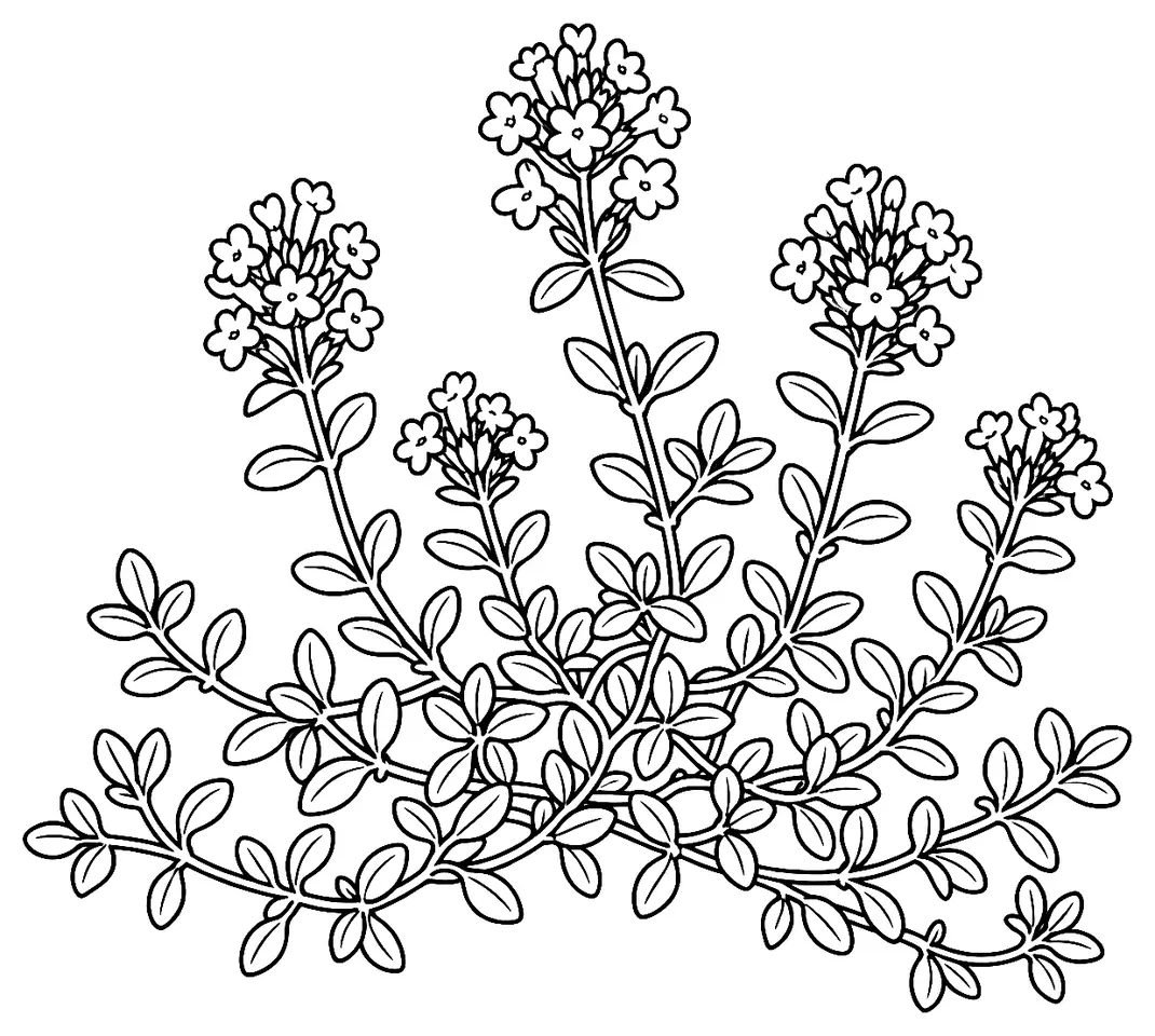 Coloriage de Thym serpolet : dessin au trait noir à colorier