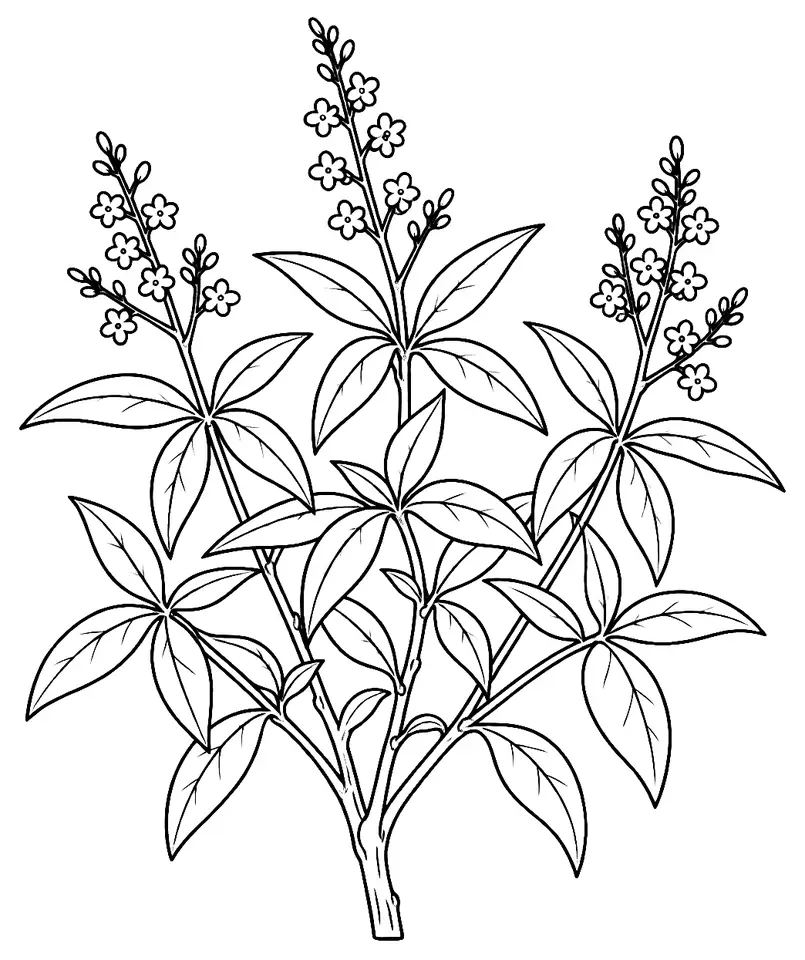 Coloriage de Verveine citronnelle : dessin au trait noir à colorier