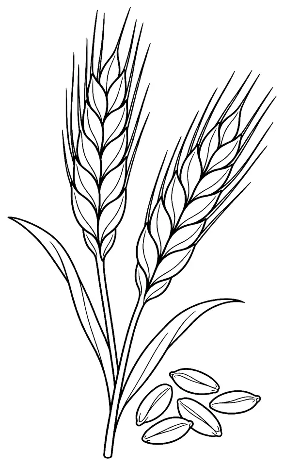 Coloriage de Petit épeautre de Haute-Provence : dessin au trait noir à colorier