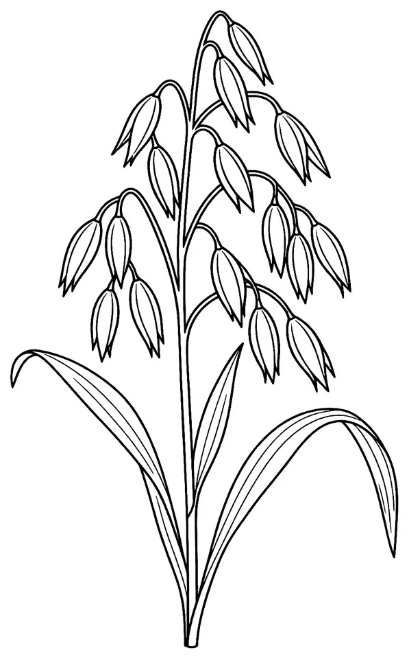 Coloriage de Avoine : dessin au trait noir à colorier