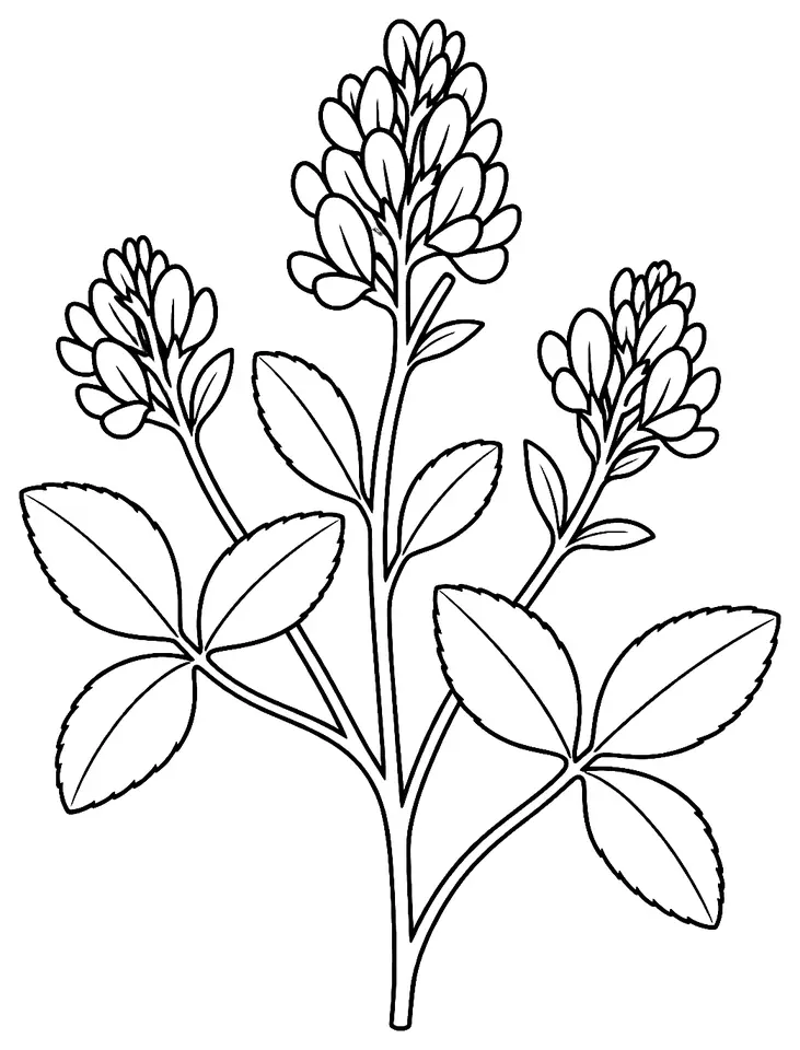 Coloriage de Luzerne : dessin au trait noir à colorier