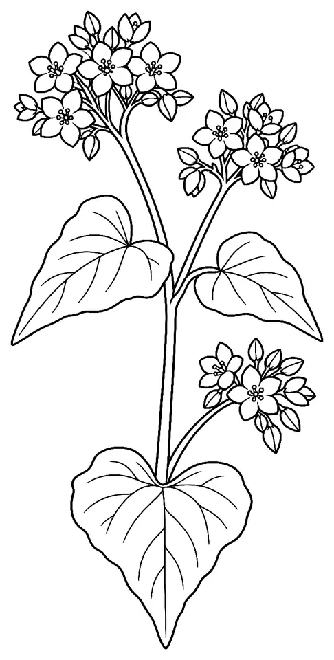 Coloriage de Sarrasin : dessin au trait noir à colorier