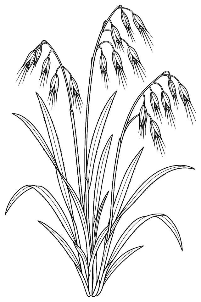 Coloriage de Avoine rude : dessin au trait noir à colorier