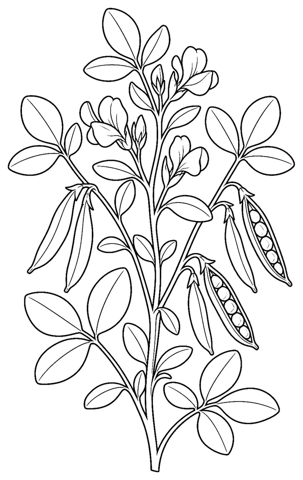 Coloriage de Fenugrec (engrais vert) : dessin au trait noir à colorier