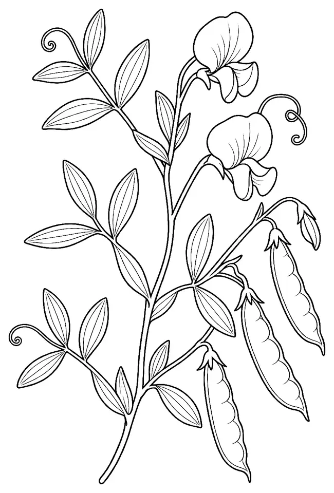 Coloriage de Gesse cultivée : dessin au trait noir à colorier