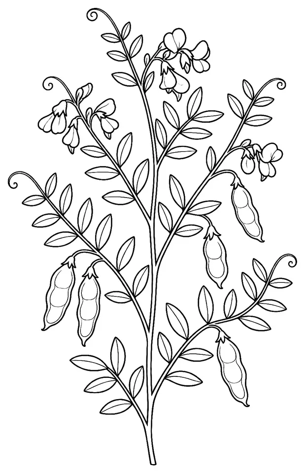 Coloriage de Lentille fourragère : dessin au trait noir à colorier