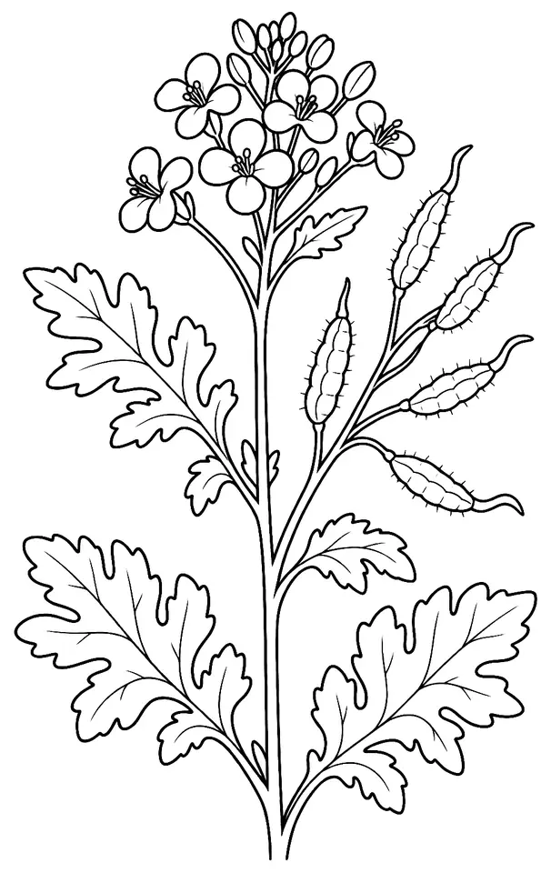 Coloriage de Moutarde blanche : dessin au trait noir à colorier