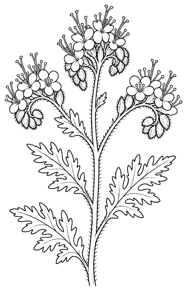 Coloriage de Phacélie : dessin au trait noir à colorier