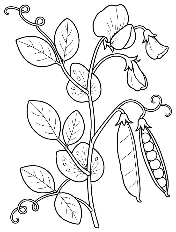 Coloriage de Pois fourrager : dessin au trait noir à colorier