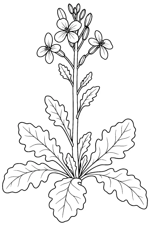 Coloriage de Radis fourrager : dessin au trait noir à colorier