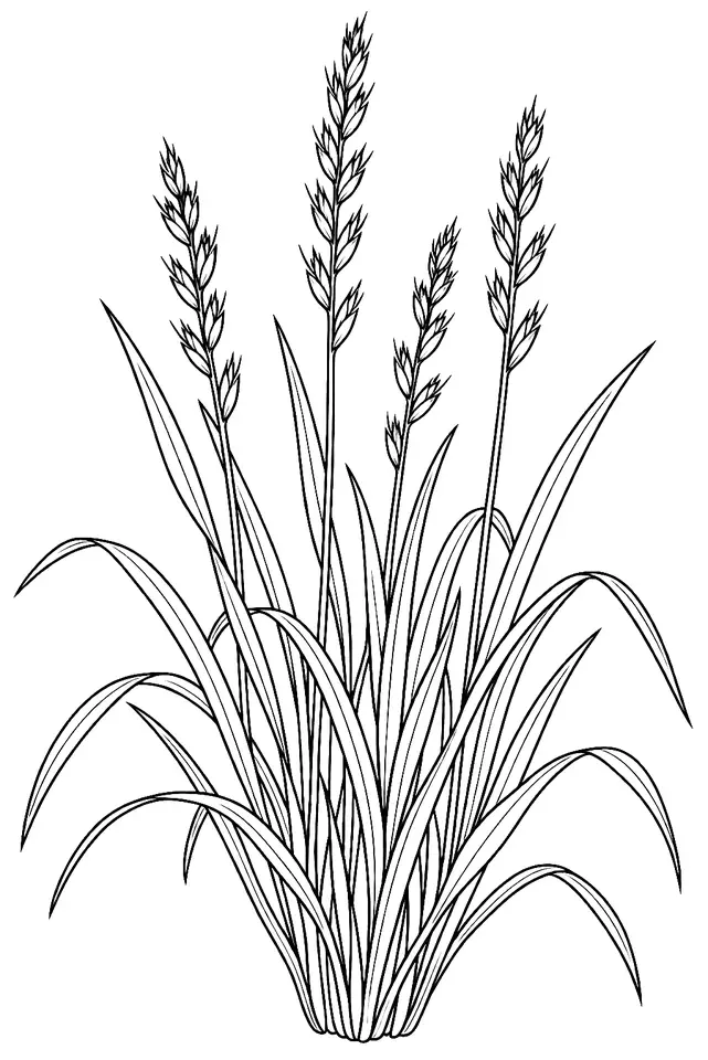 Coloriage de Ray-grass d’Italie : dessin au trait noir à colorier