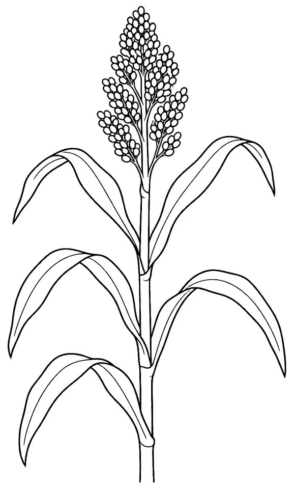 Coloriage de Sorgho : dessin au trait noir à colorier