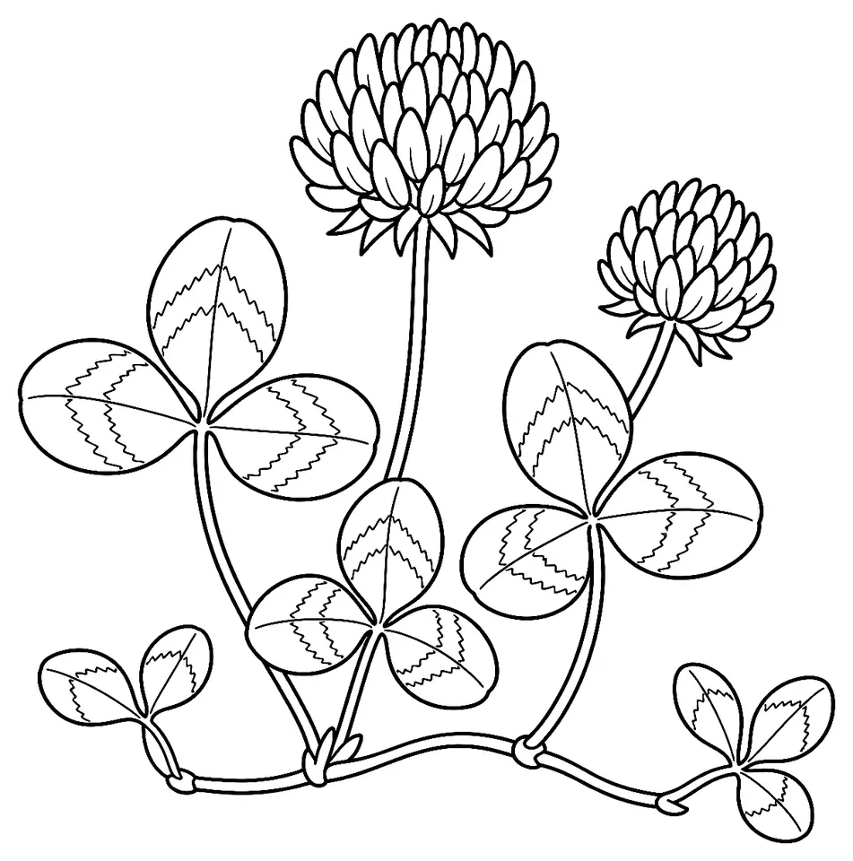 Coloriage de Trèfle blanc : dessin au trait noir à colorier