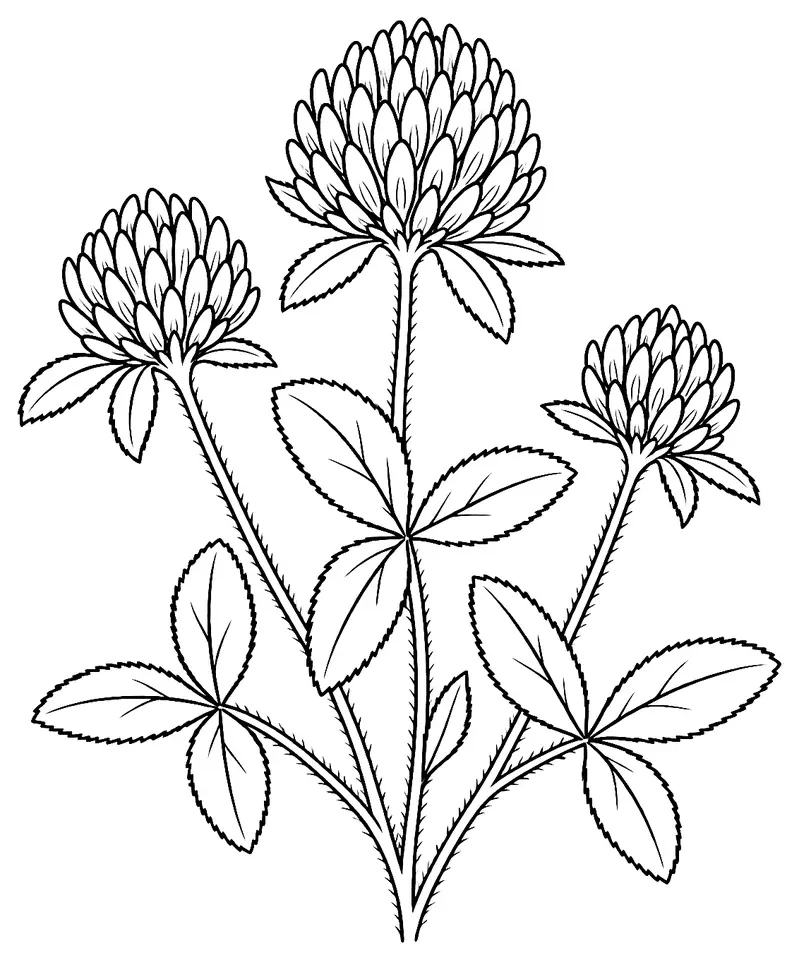 Coloriage de Trèfle d’Alexandrie : dessin au trait noir à colorier