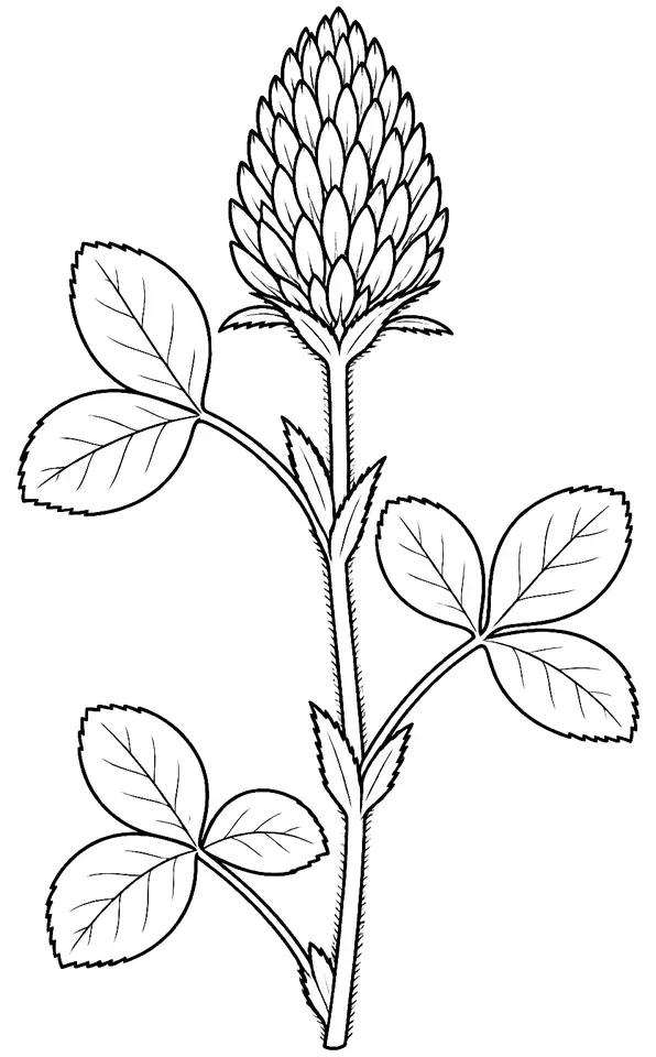 Coloriage de Trèfle incarnat : dessin au trait noir à colorier