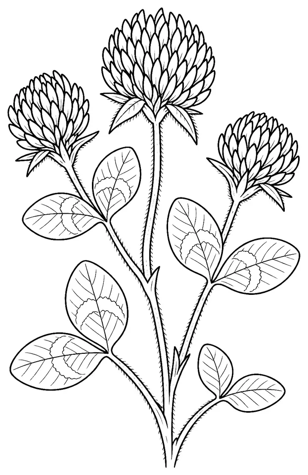 Coloriage de Trèfle violet : dessin au trait noir à colorier