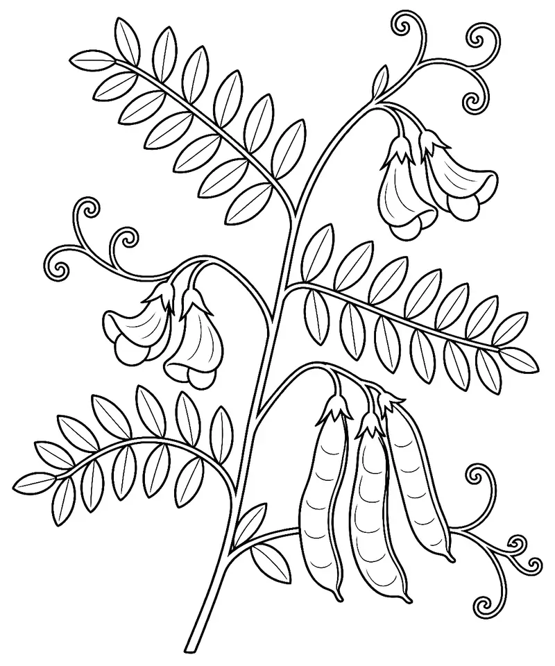 Coloriage de Vesce commune : dessin au trait noir à colorier