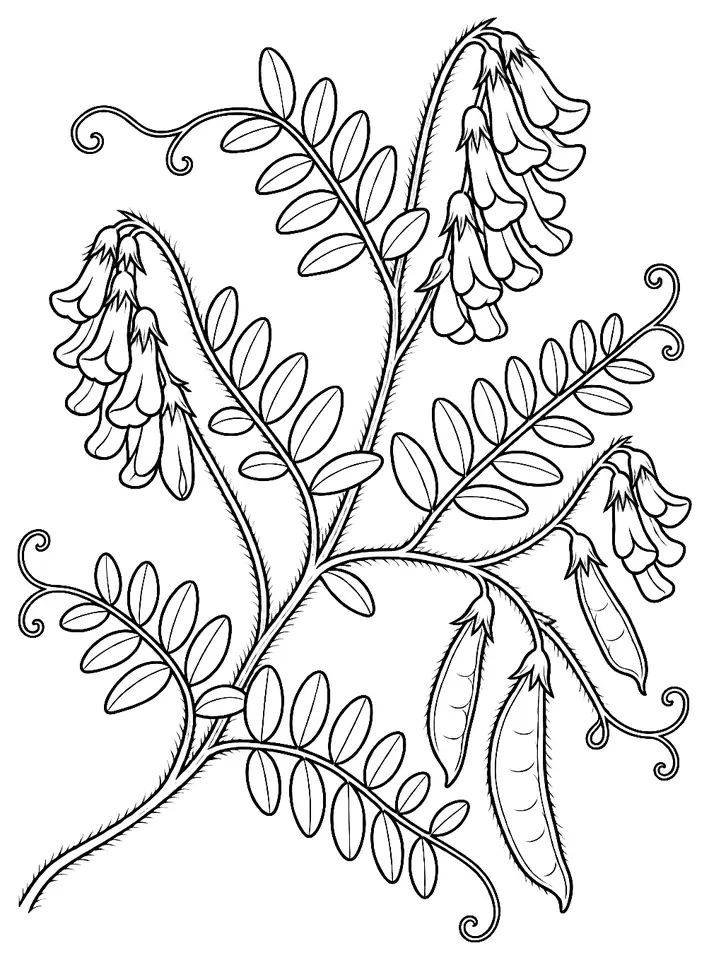 Coloriage de Vesce velue : dessin au trait noir à colorier