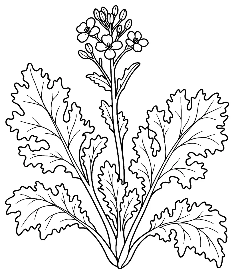 Coloriage de Moutarde de Bourgogne : dessin au trait noir à colorier