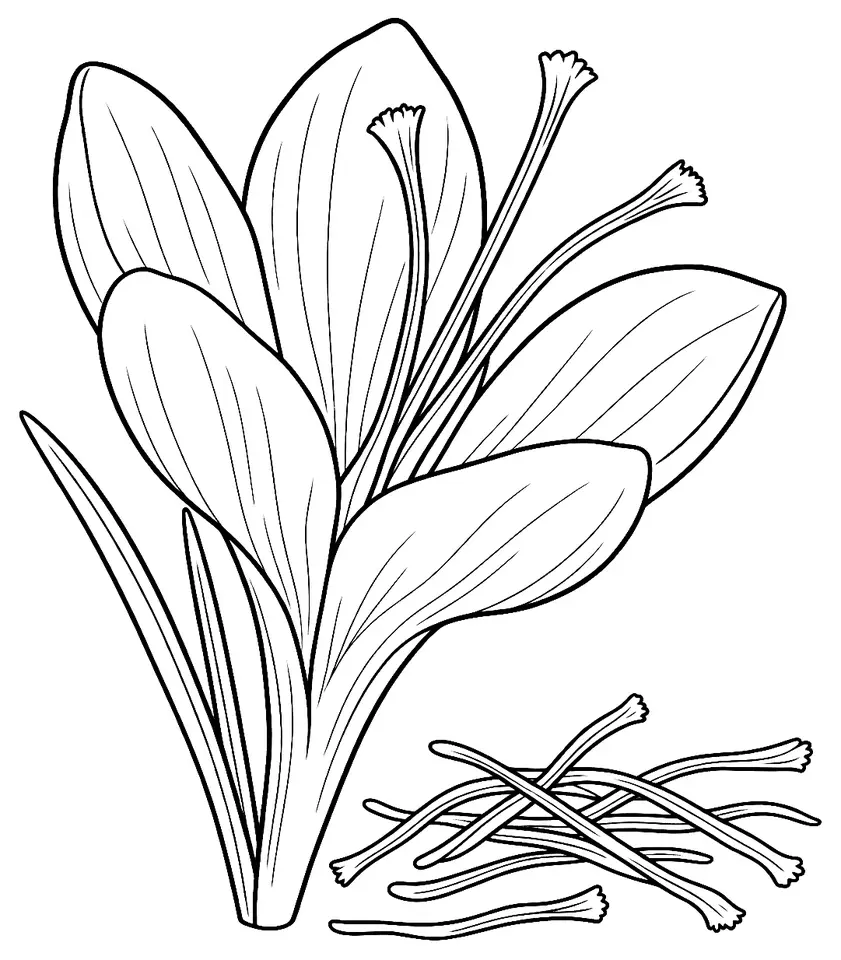 Coloriage de Safran du Quercy : dessin au trait noir à colorier