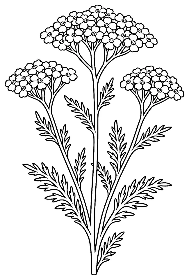 Coloriage de Achillée millefeuille (fleur du jardin) : dessin au trait noir à colorier
