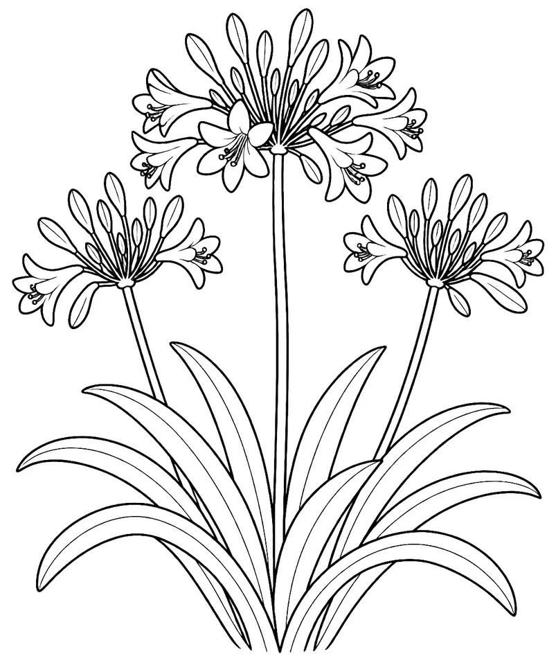 Coloriage de Agapanthe : dessin au trait noir à colorier