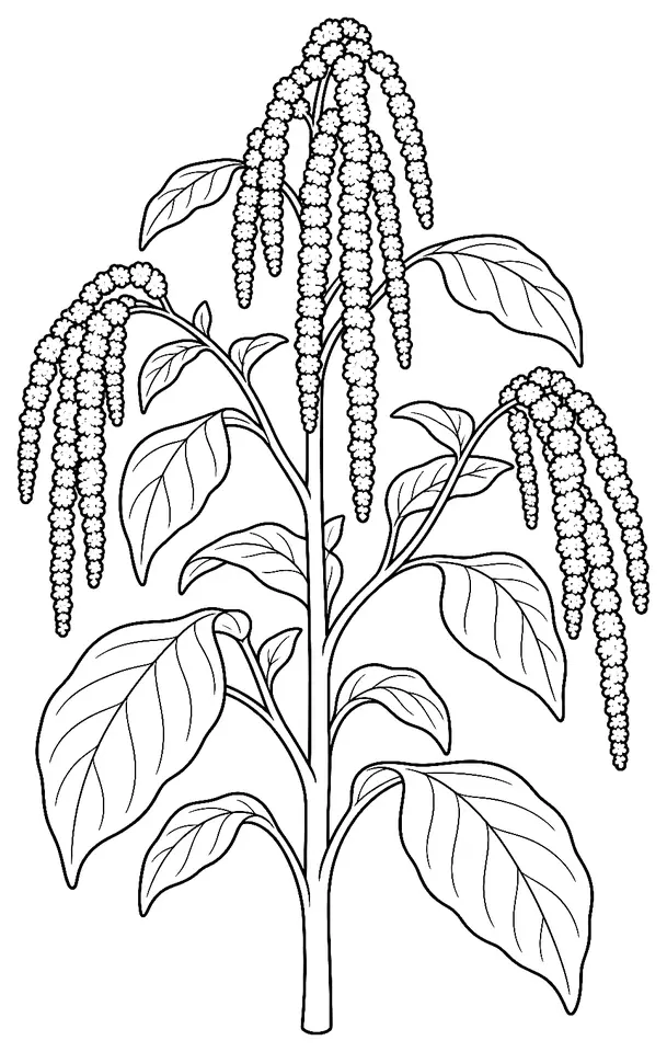 Coloriage de Amarante queue-de-renard : dessin au trait noir à colorier