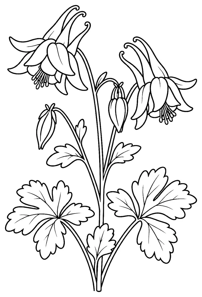 Coloriage de Ancolie commune : dessin au trait noir à colorier