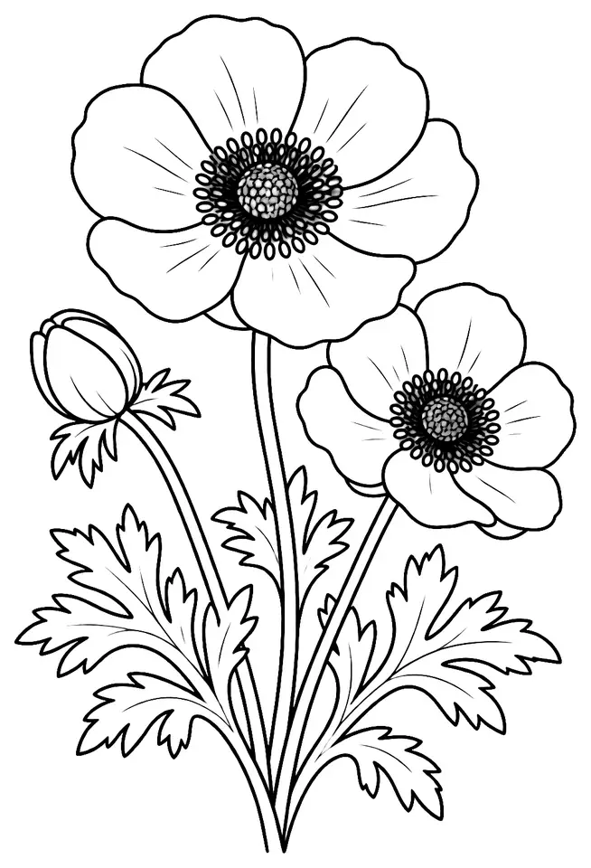 Coloriage de Anémone des fleuristes : dessin au trait noir à colorier