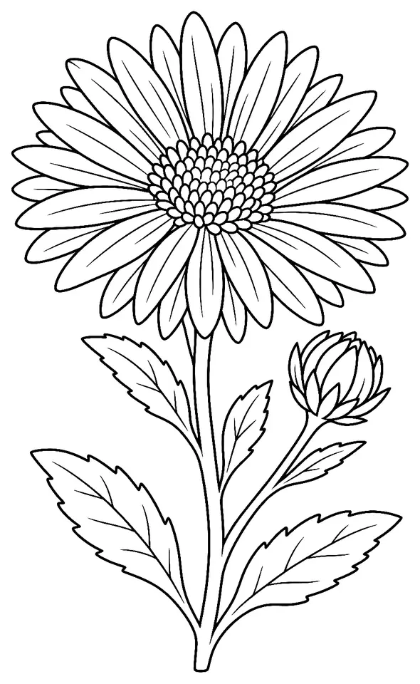 Coloriage de Aster : dessin au trait noir à colorier