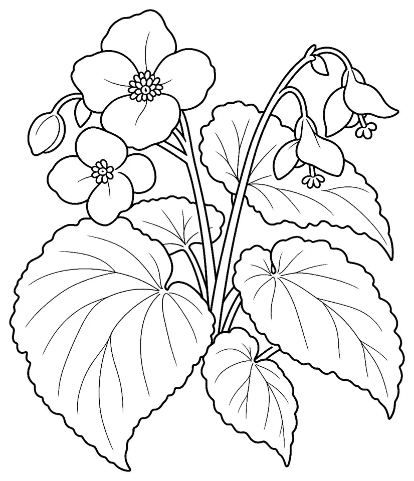 Coloriage de Bégonia : dessin au trait noir à colorier