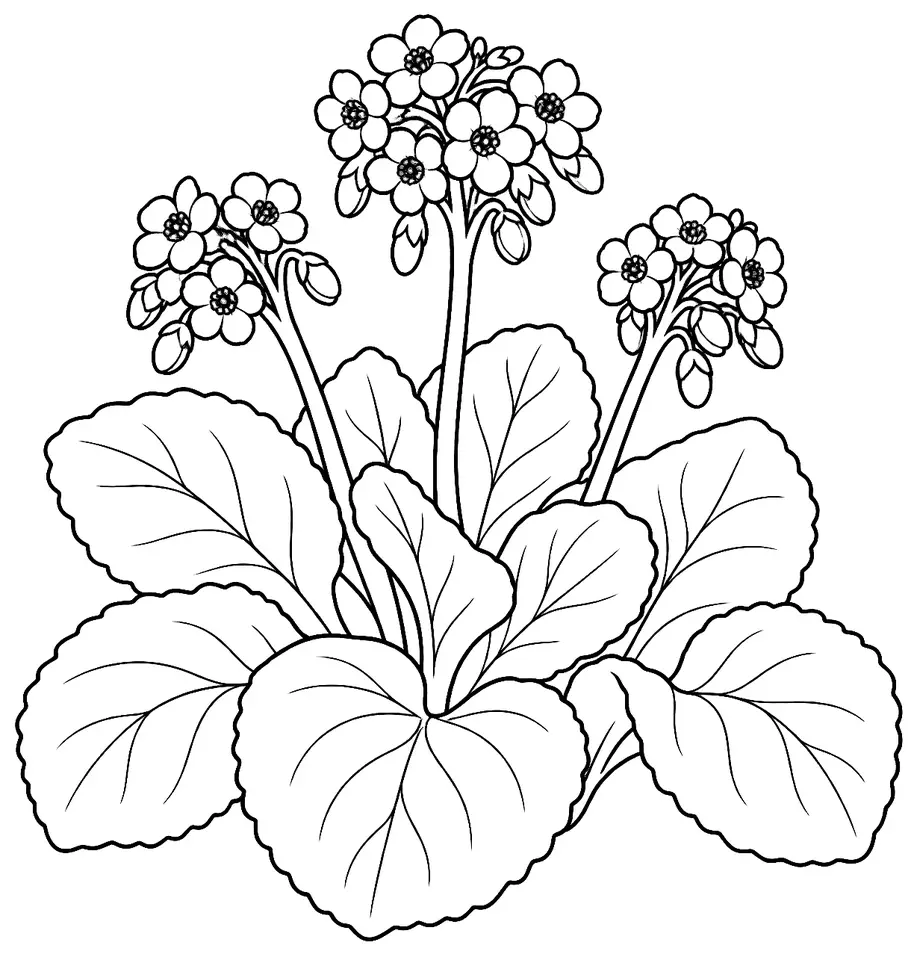 Coloriage de Bergénia : dessin au trait noir à colorier