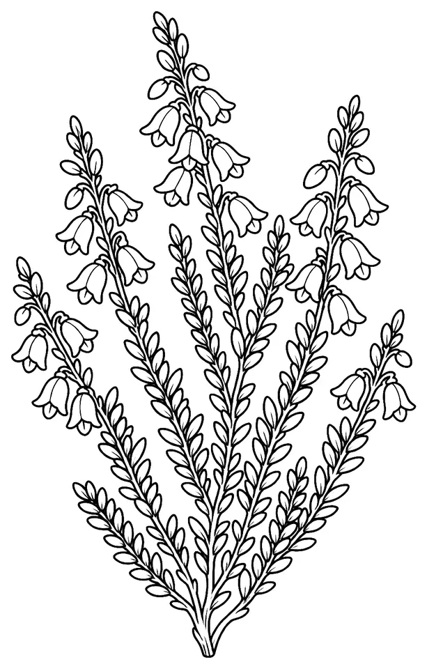 Coloriage de Bruyère commune : dessin au trait noir à colorier