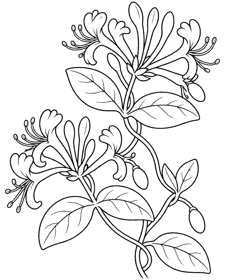 Coloriage de Chèvrefeuille des jardins : dessin au trait noir à colorier